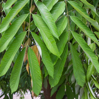 Amherstia nobilis