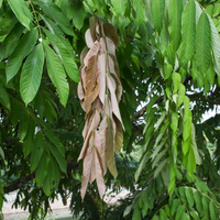 Amherstia nobilis