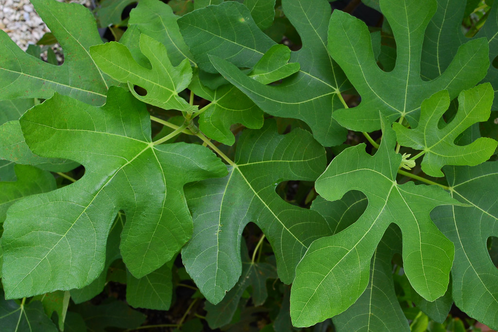 Ficus carica / IPlantz