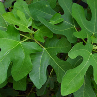 Ficus carica