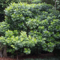 Filicium decipiens