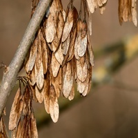 Fraxinus uhdei 