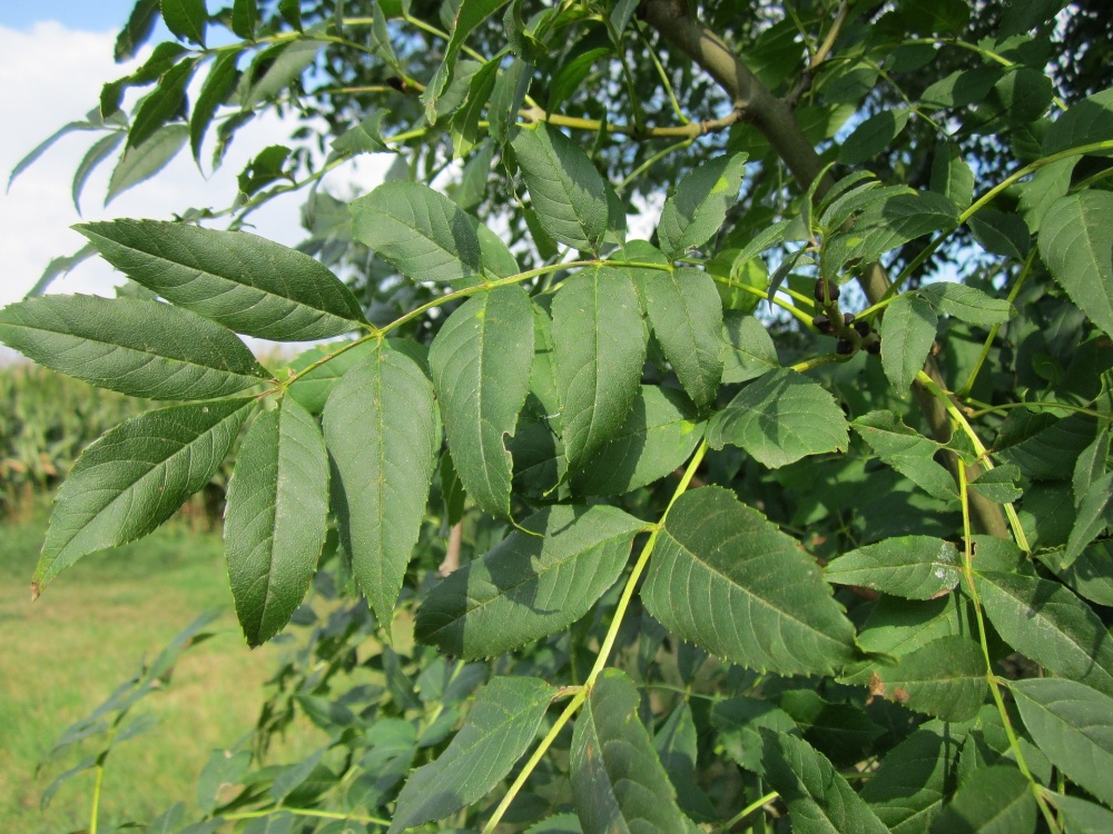 fraxinus uhdei leaf