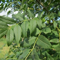 Fraxinus uhdei 