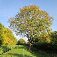 Fraxinus uhdei 