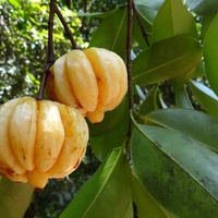 Garcinia gummi-gutta