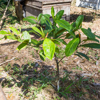 Garcinia mangostana