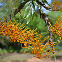 Grevillea robusta