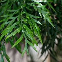 Silky Oak