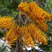 Grevillea robusta