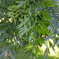 Grevillea robusta