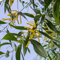Acacia auriculiformis