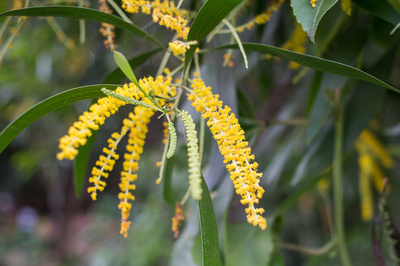 Acacia auriculiformis