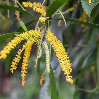Earleaf Acacia
