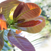 Anacardium occidentale