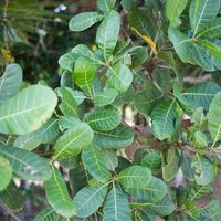 Anacardium occidentale
