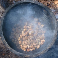 Anacardium occidentale
