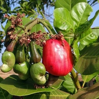 Anacardium occidentale