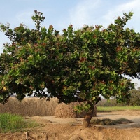 Anacardium occidentale