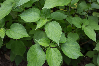 Boehmeria nivea