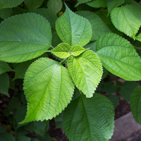 Boehmeria nivea