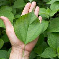 Boehmeria nivea