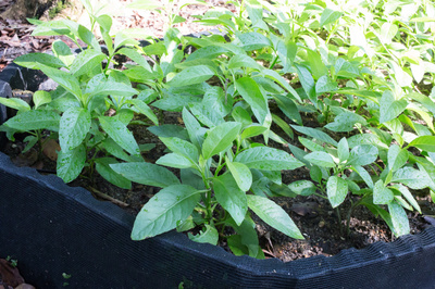 Gynura procumbens