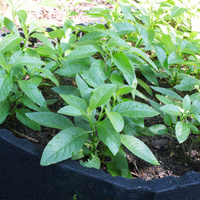 Longevity spinach