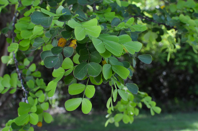 Haematoxylum campechianum