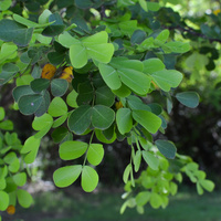 Haematoxylum campechianum