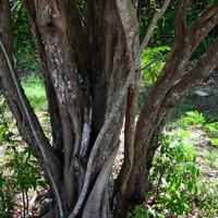 Haematoxylum campechianum