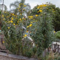 Helianthus tuberosus