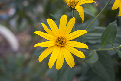 Helianthus tuberosus