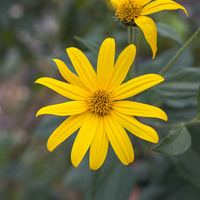 Jerusalem artichoke