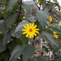 Helianthus tuberosus