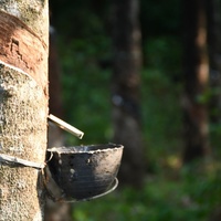 Rubber tree