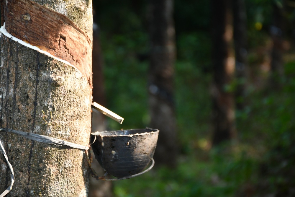 Milky latex extracted from rubber tree (Hevea Brasiliensis) as a source of natural  rubber Stock Photo