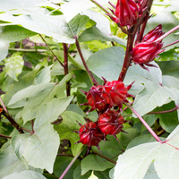 Hibiscus sabdariffa