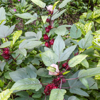Hibiscus sabdariffa
