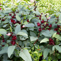 Hibiscus sabdariffa