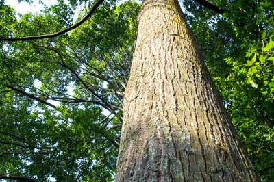 Hopea odorata
