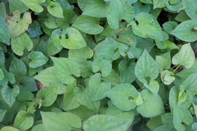 Houttuynia cordata 