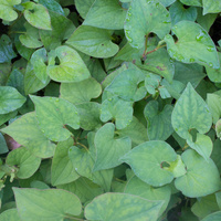 Fish mint