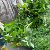 Houttuynia cordata 