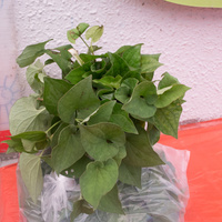 Houttuynia cordata 