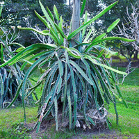 Selenicereus undatus