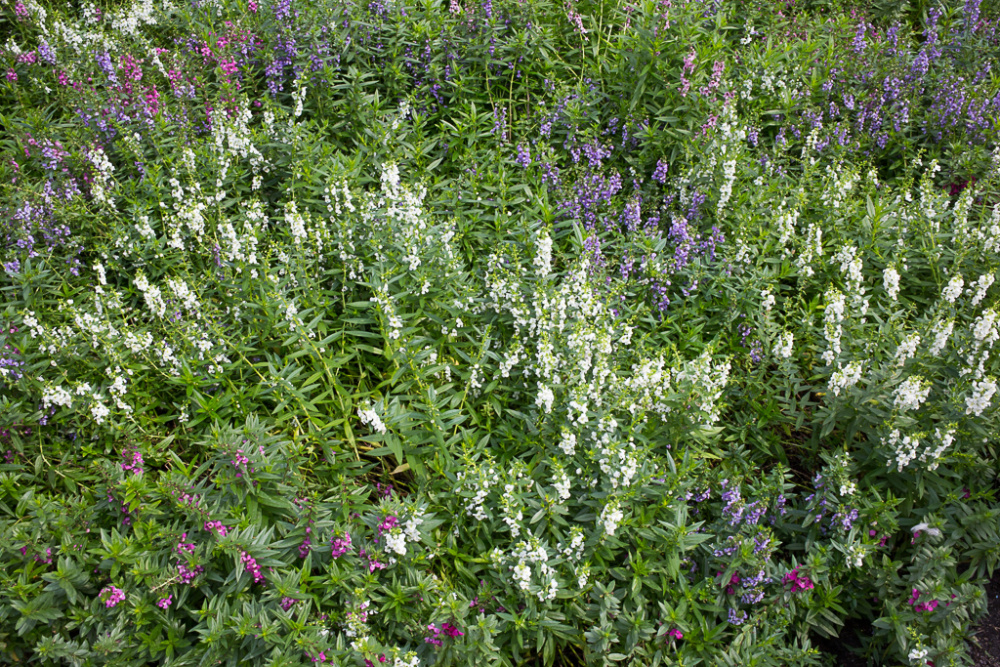 Angelonia Angustifolia Iplantz