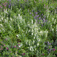 Angelonia angustifolia