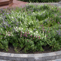 Angelonia angustifolia