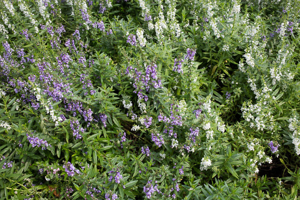 Angelonia Angustifolia Iplantz